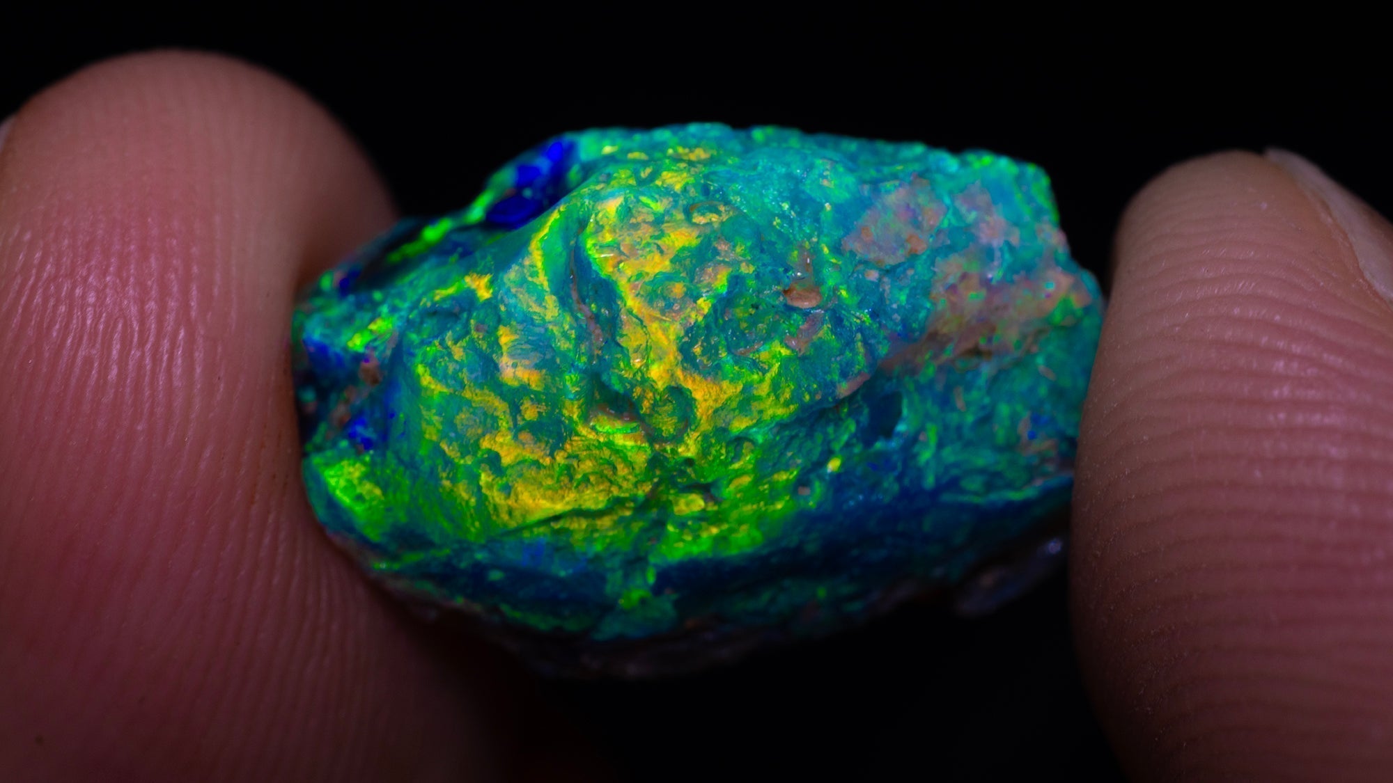 Black Opal Fossil Shell