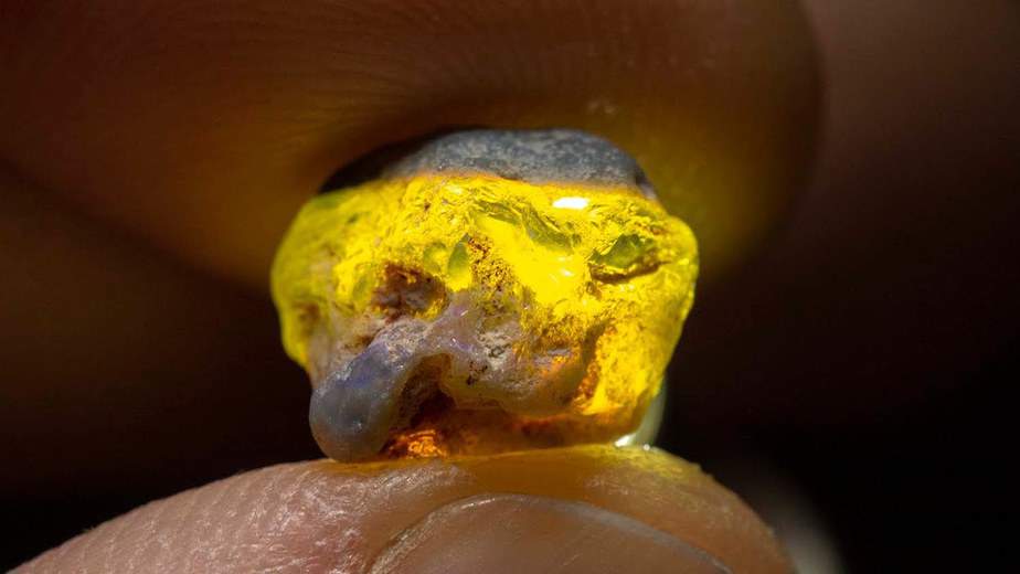 Transformation of Nobby Opal