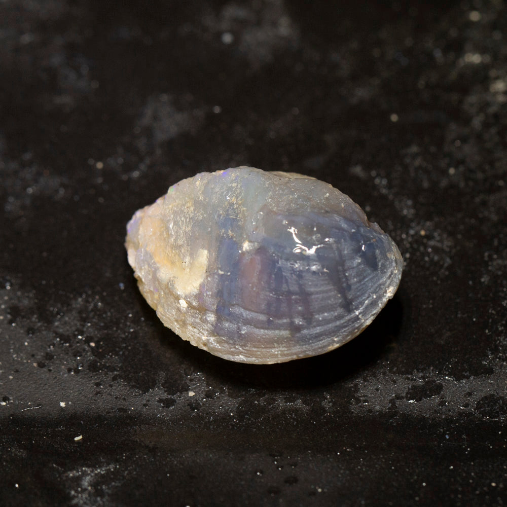 28.04 ct opal fossilised shell 27x18.1x13.2mm