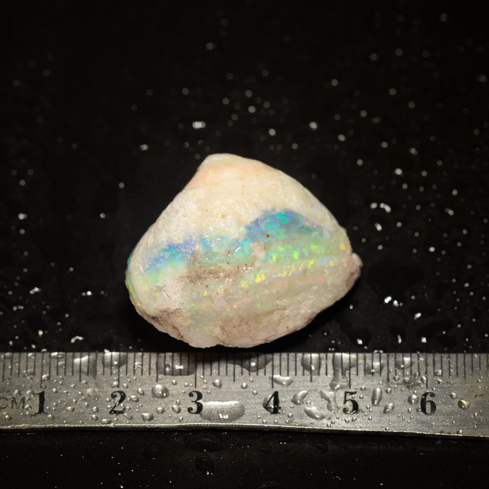 58.03 ct opalised shell 33x27x17.6mm