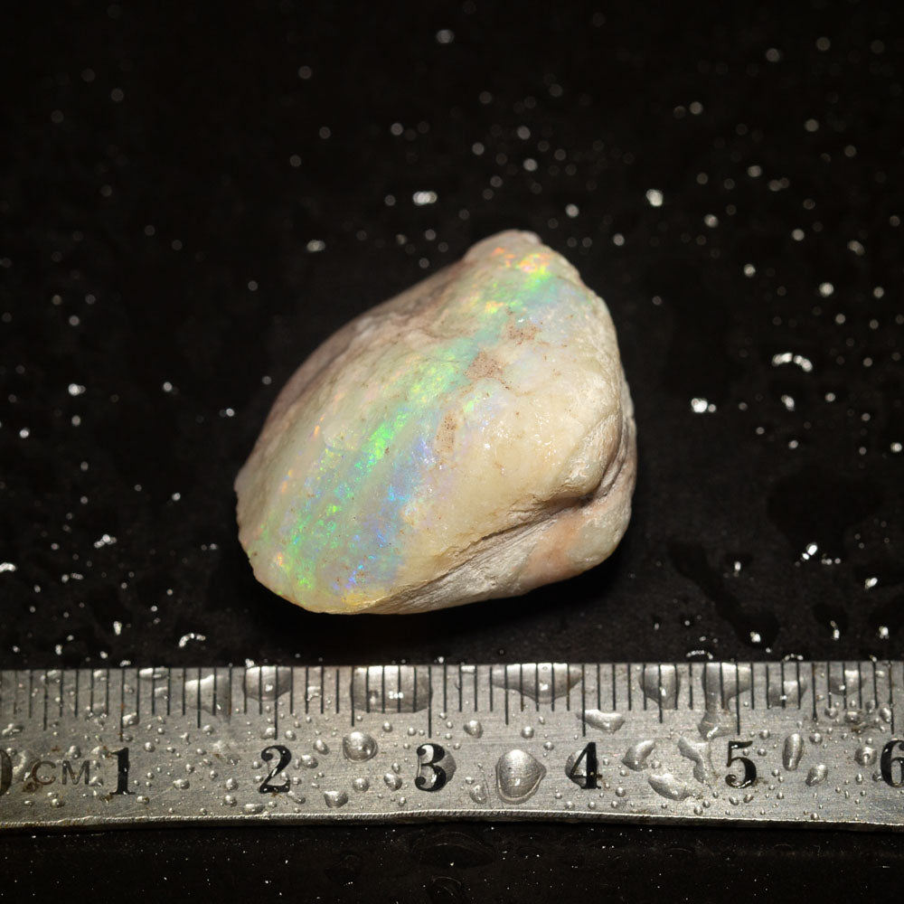 58.03 ct opalised shell 33x27x17.6mm