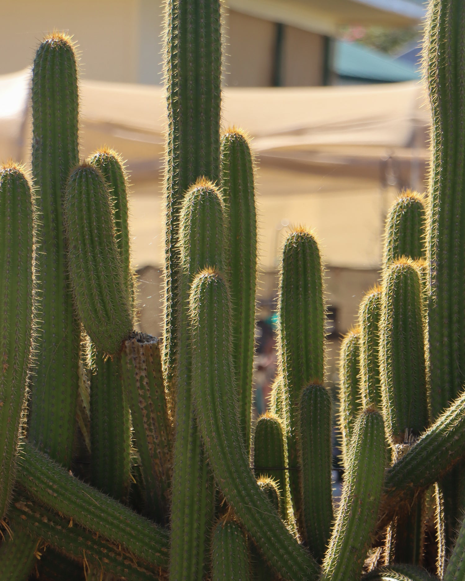 Lightning Ridge Australia